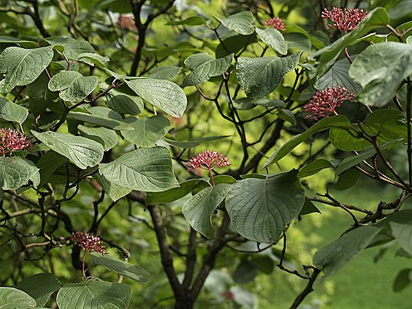 Cornus rugosa